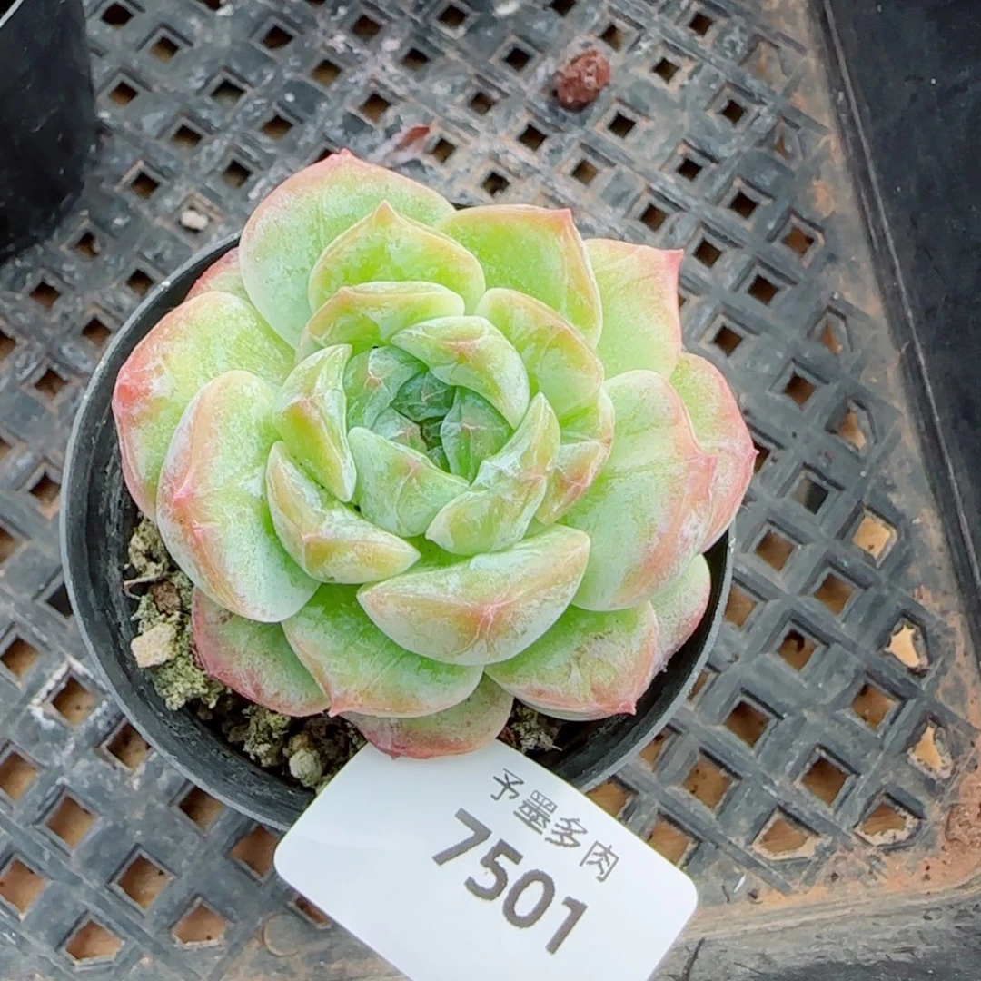 孤品石化，7501多肉植物