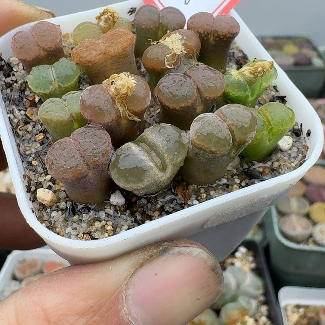 25多肉哈哈哈哈哈哈哈哈