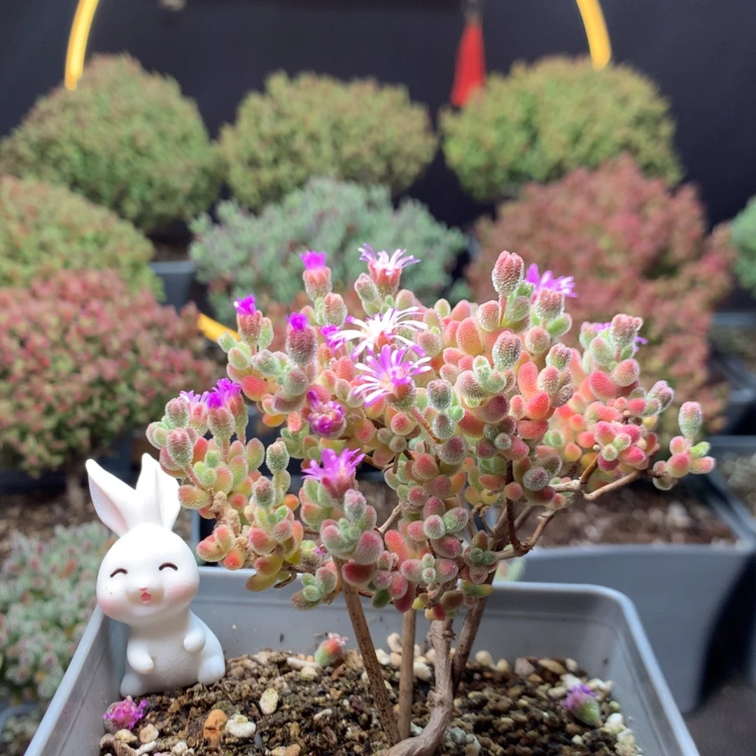 157实生冰晶炸福利