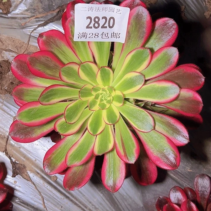 2820冰淇淋多肉植物