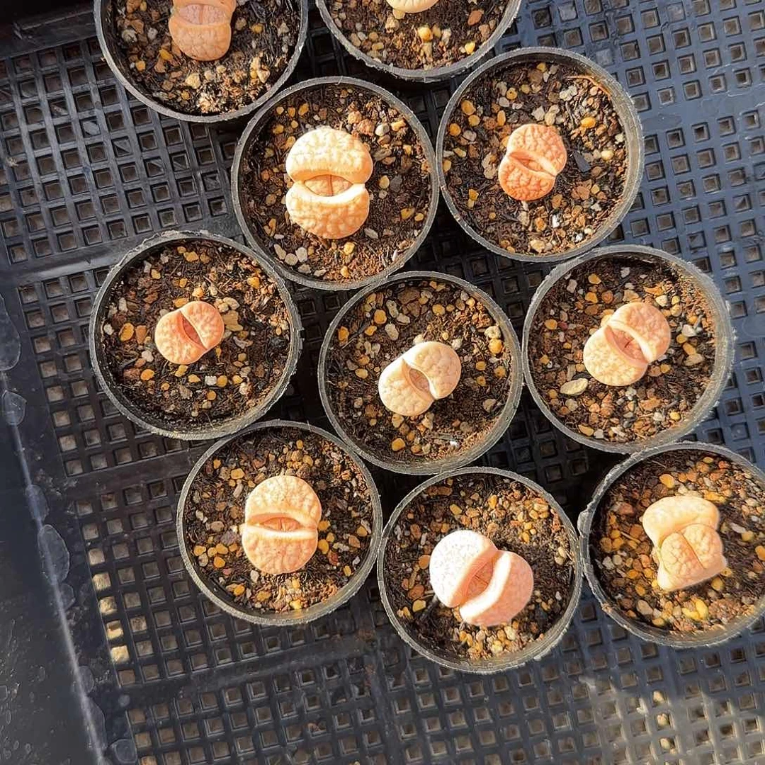 梓***m9007。默认脱土。18包邮。偏远88包邮