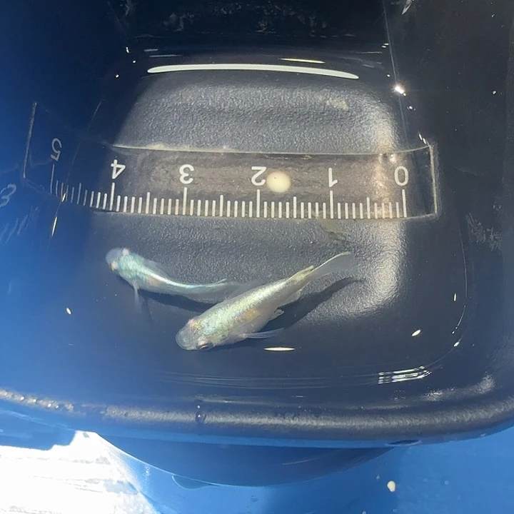 青鳉鱼24号拍品短球体