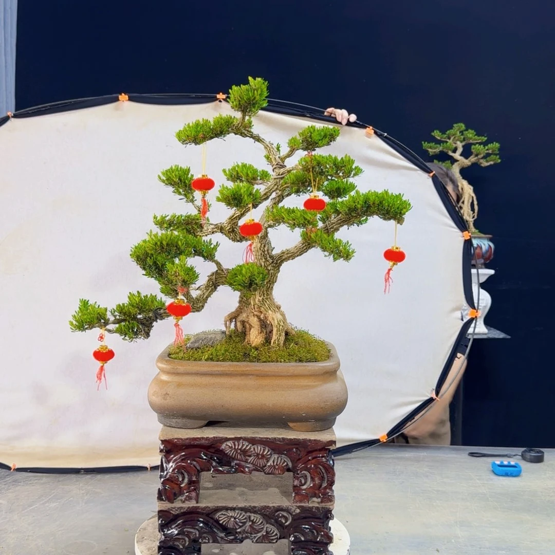 高端黄杨盆景艺术