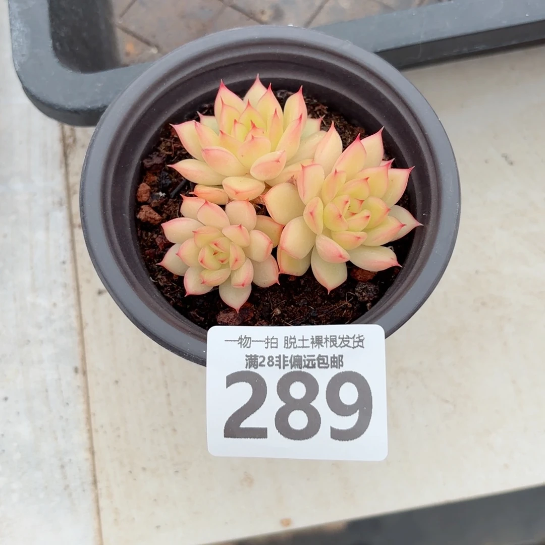 黄闪光无盆土发货