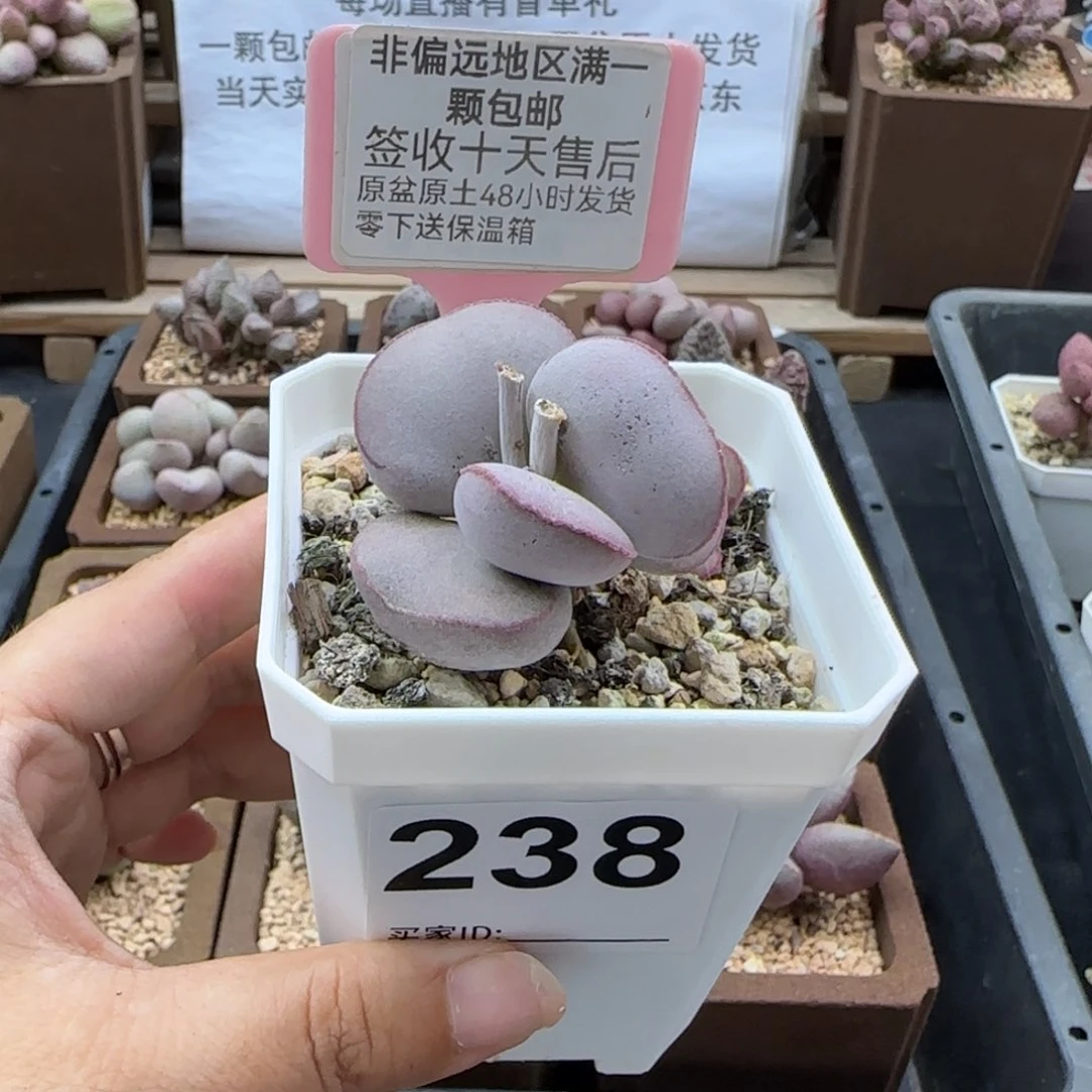 238白肌红蛋多肉植物