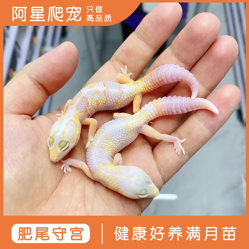 奶牛红眼