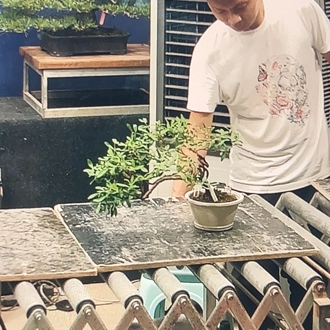 无花朵煊*杂木盆景芫花一物一拍