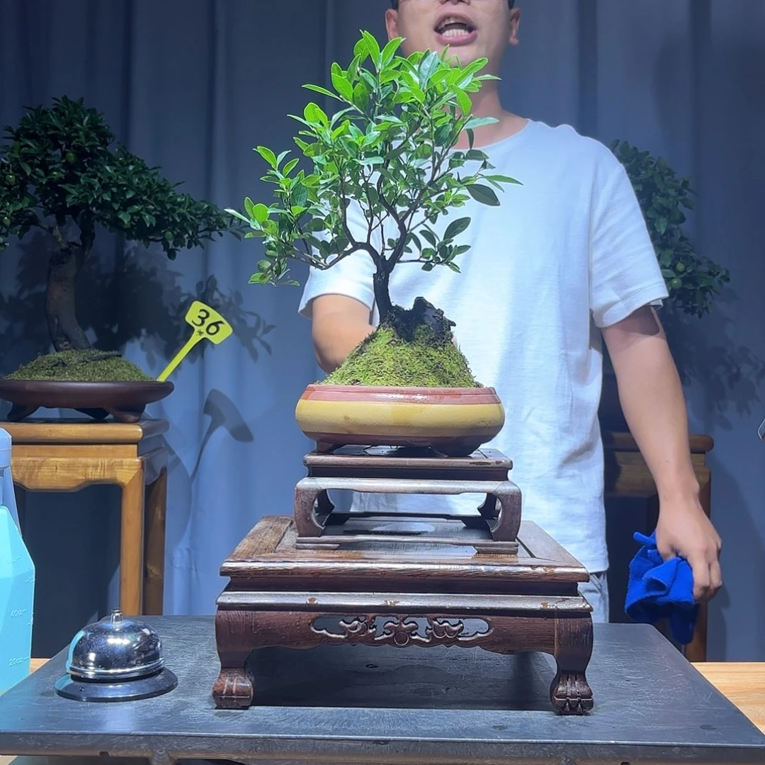 无花朵金弹子是真的好看