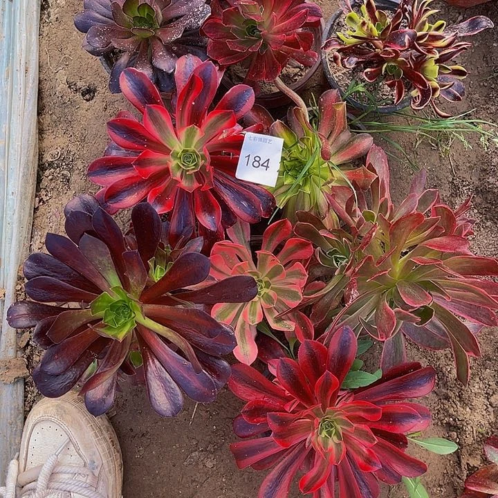 兔*10 颗法师锦多肉组合绣球184