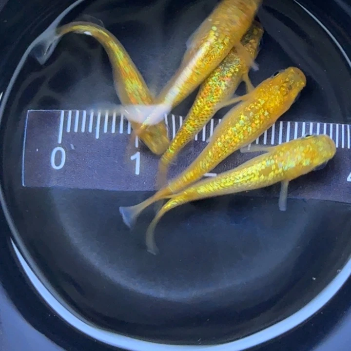 青鳉鱼阳光112号青鳉