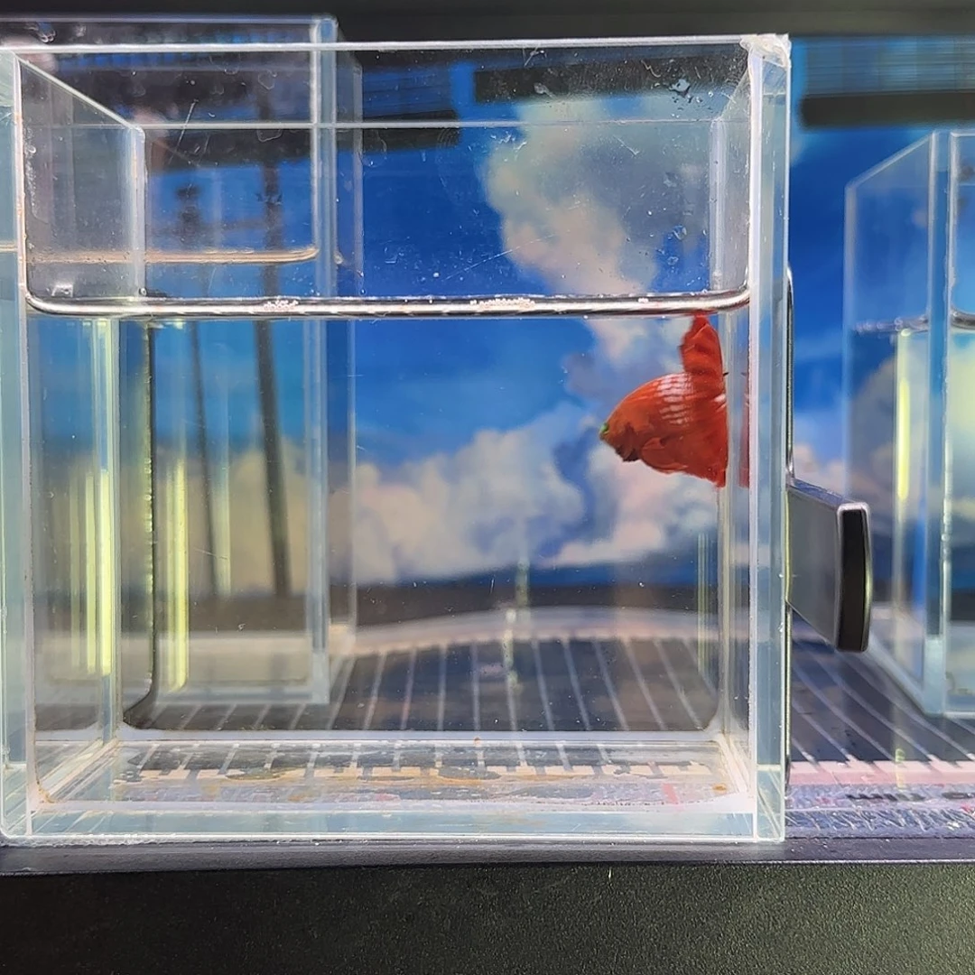 斗鱼精品斗鱼高端vip红魔