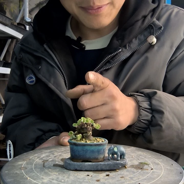 橙***?小盆景小植物一物一拍129