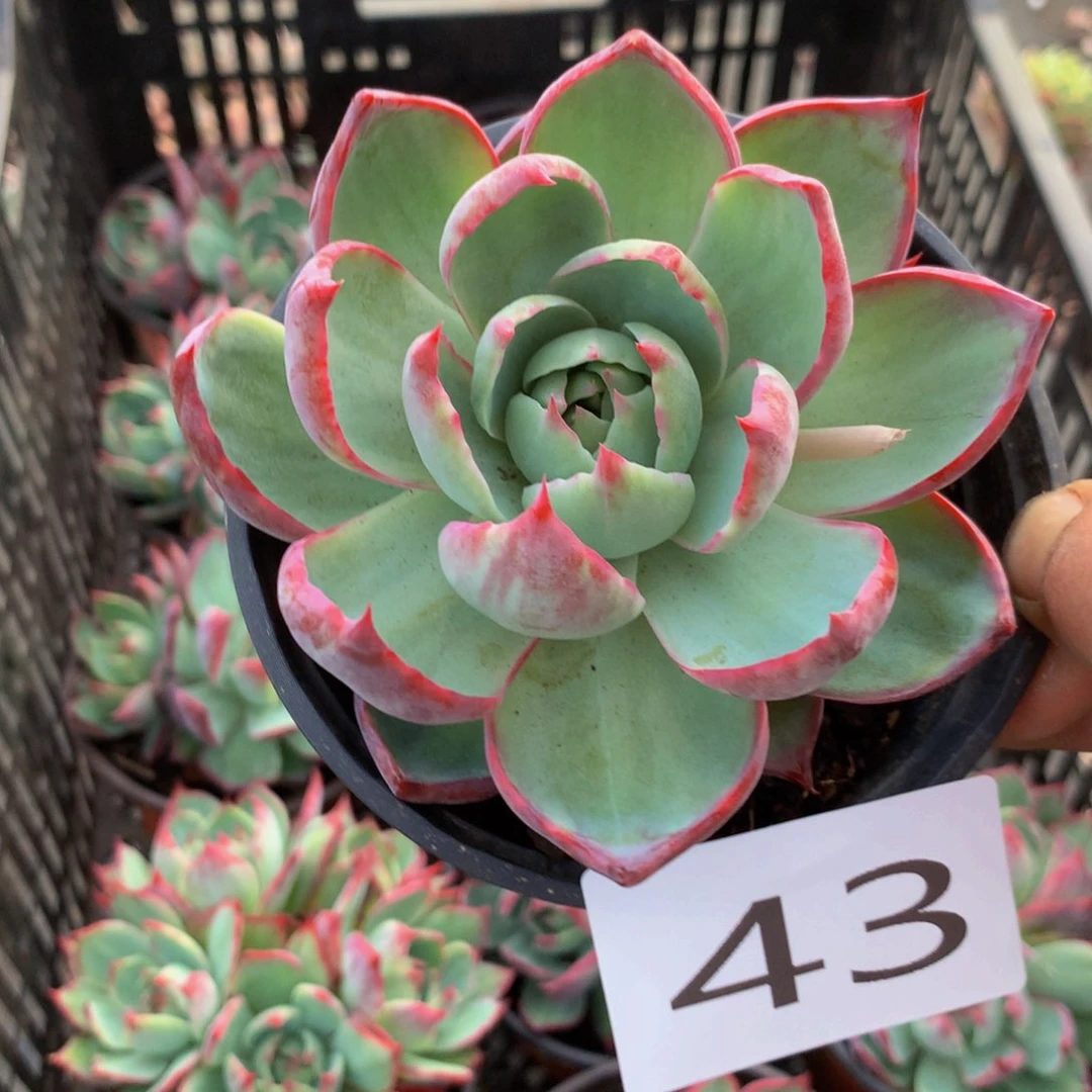 赵**?43 一物一拍一单包邮多肉