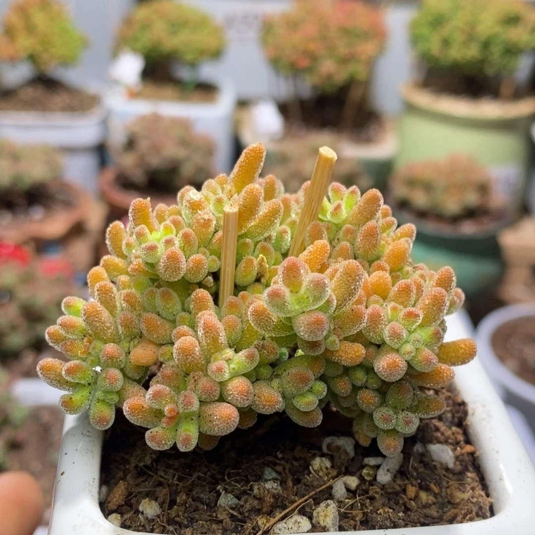 带盆土A571冰晶杂橙