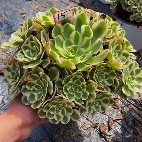 粉女巫老桩捧花法师15号