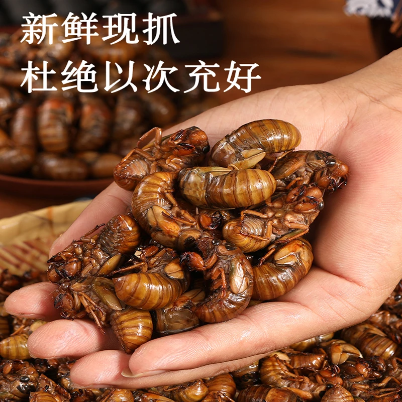 D2025年新鲜知了 爬叉猴 山东特产速冻金1蝉爬蚱龟蛹营养美味食用