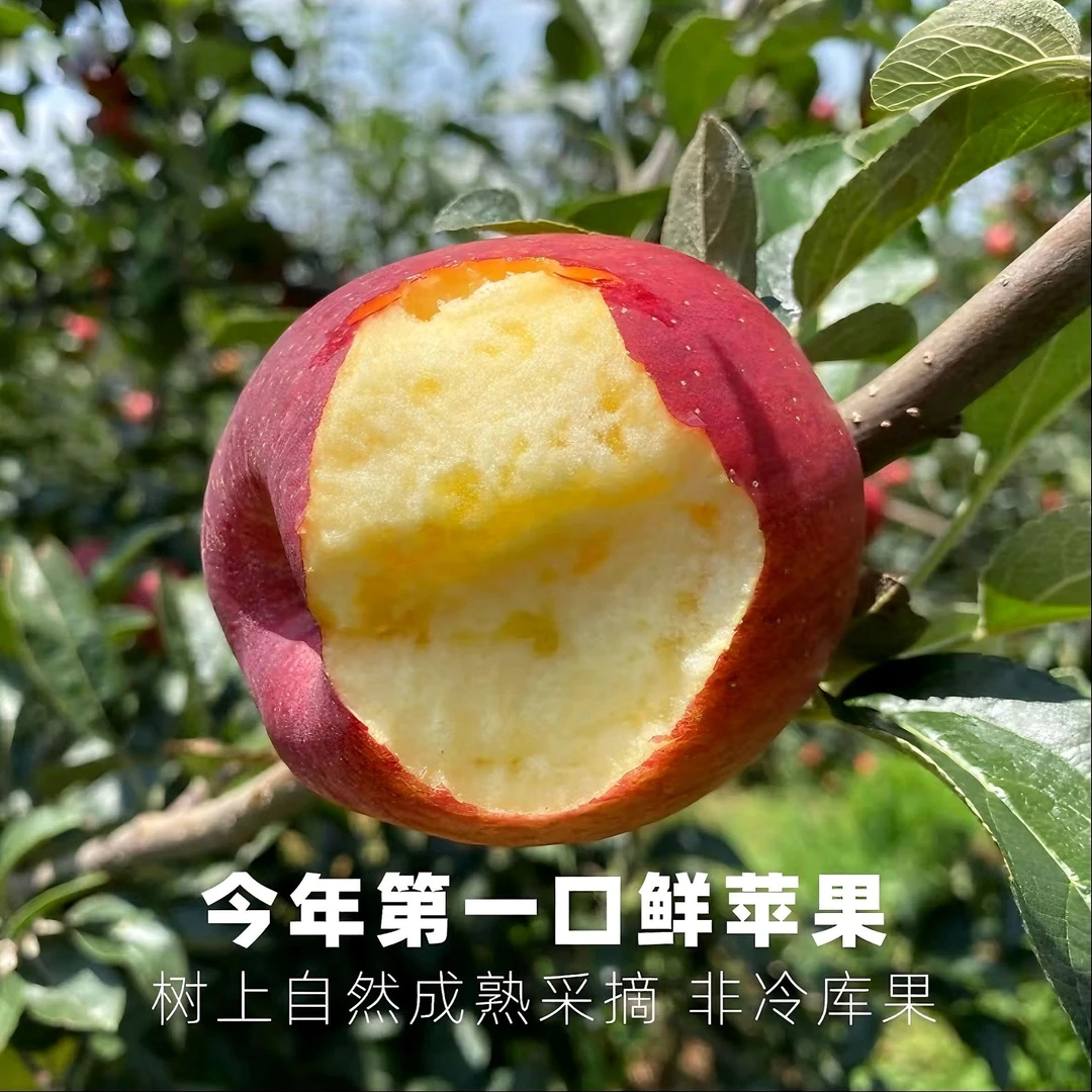 0bq【次日达】】云南昭通丑苹果现采现摘整箱发货新鲜水果包邮云南省云南省