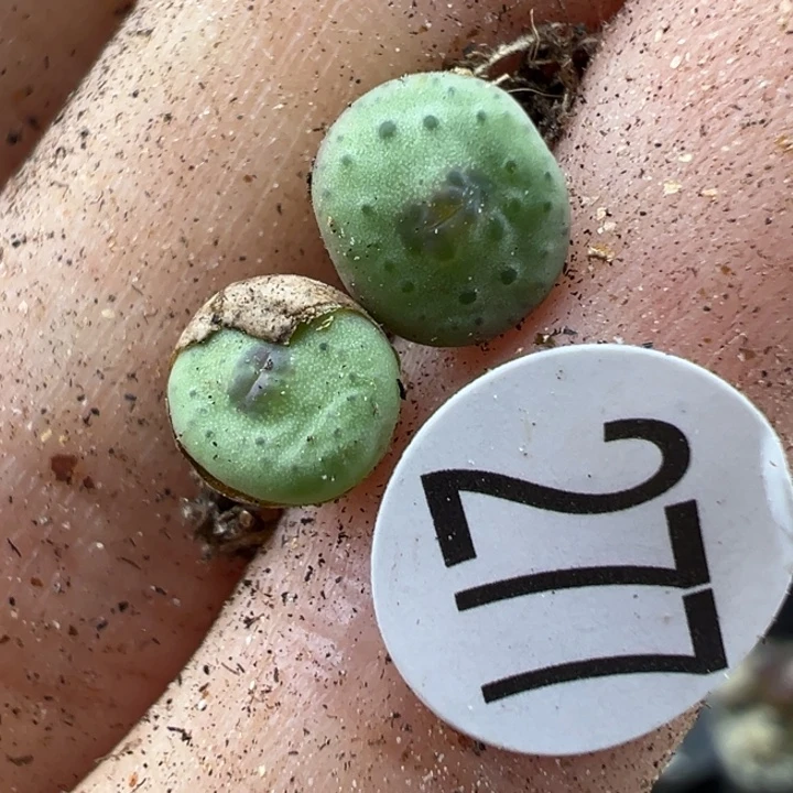 灵***Y277号1111111111111