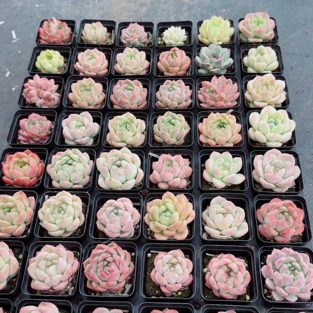 多肉杂交三颗量拍2-73