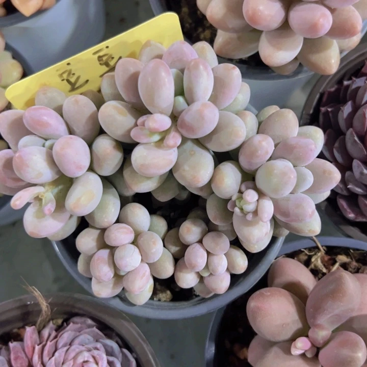 健健康康平平安安