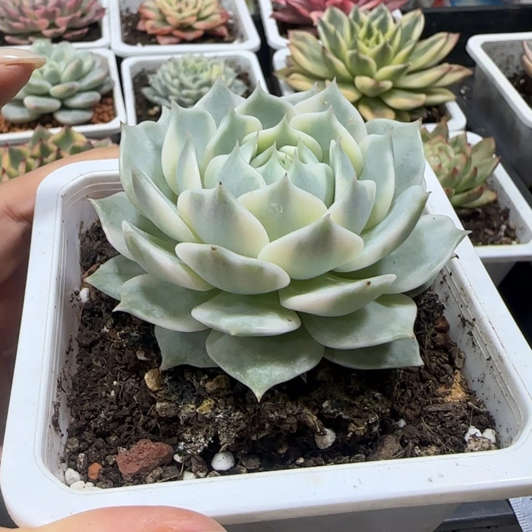 露娜莲锦多肉植物