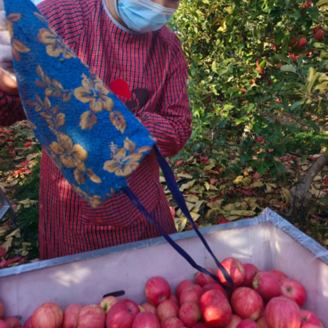 【京东包邮次日达】2025头茬嘎拉苹果北京市