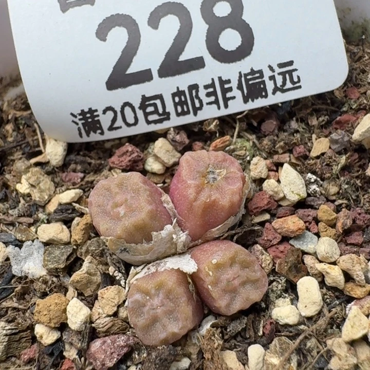 方烧1410.657带盆土。