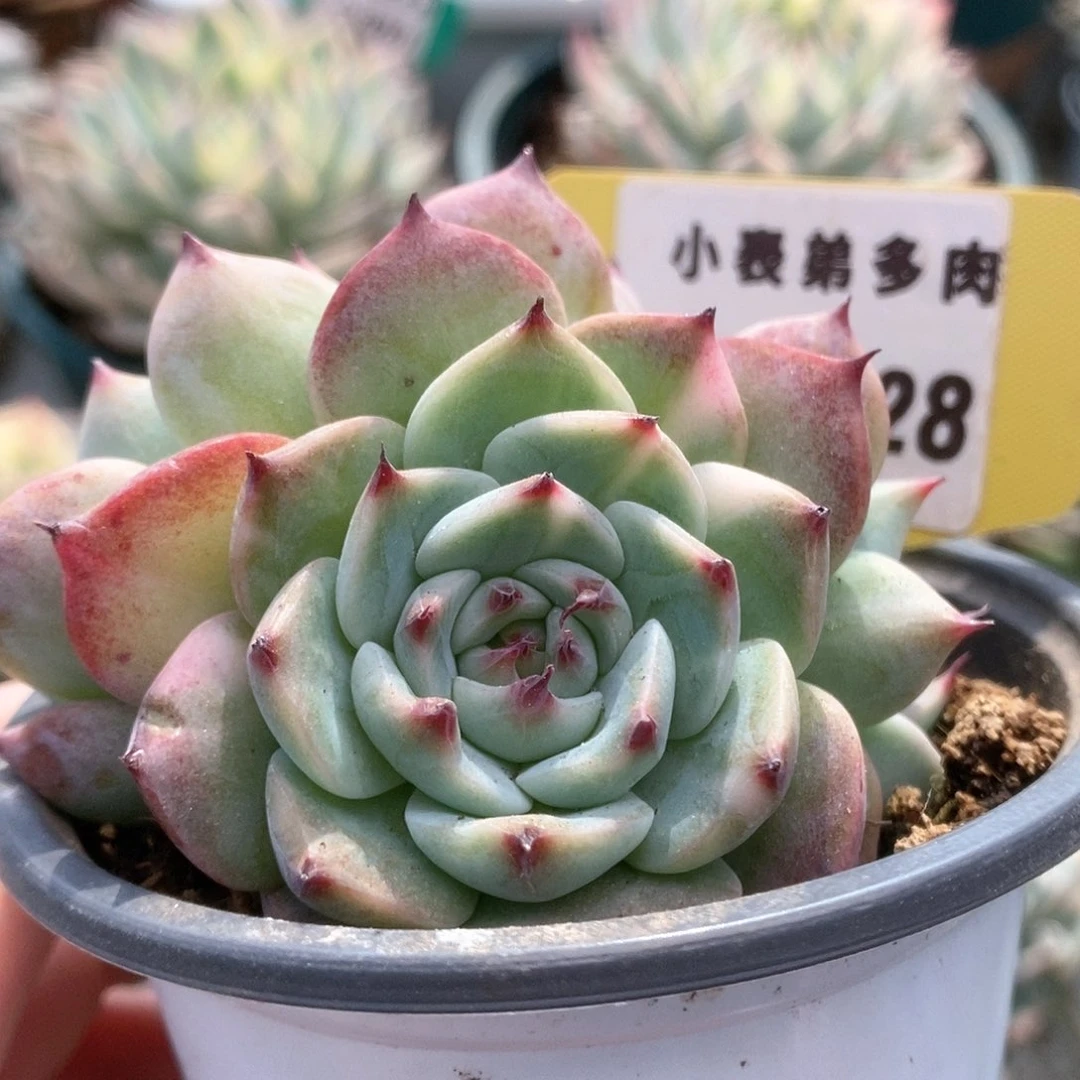 128锦锦锦锦锦锦锦锦