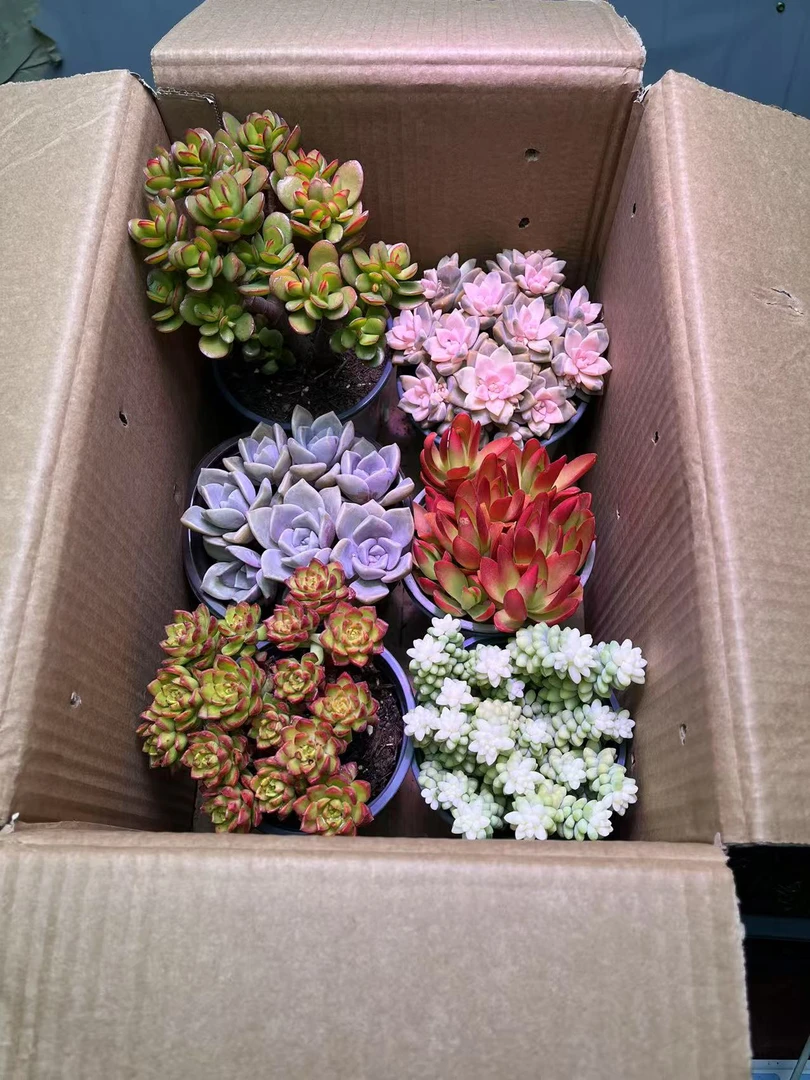 精品多肉植物套餐组合（到手6盆花）