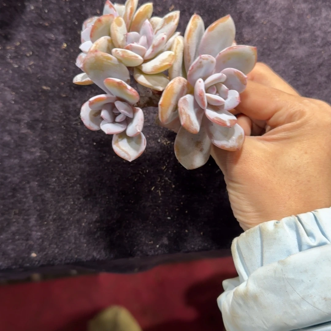 韩版奶茶四头一物一拍