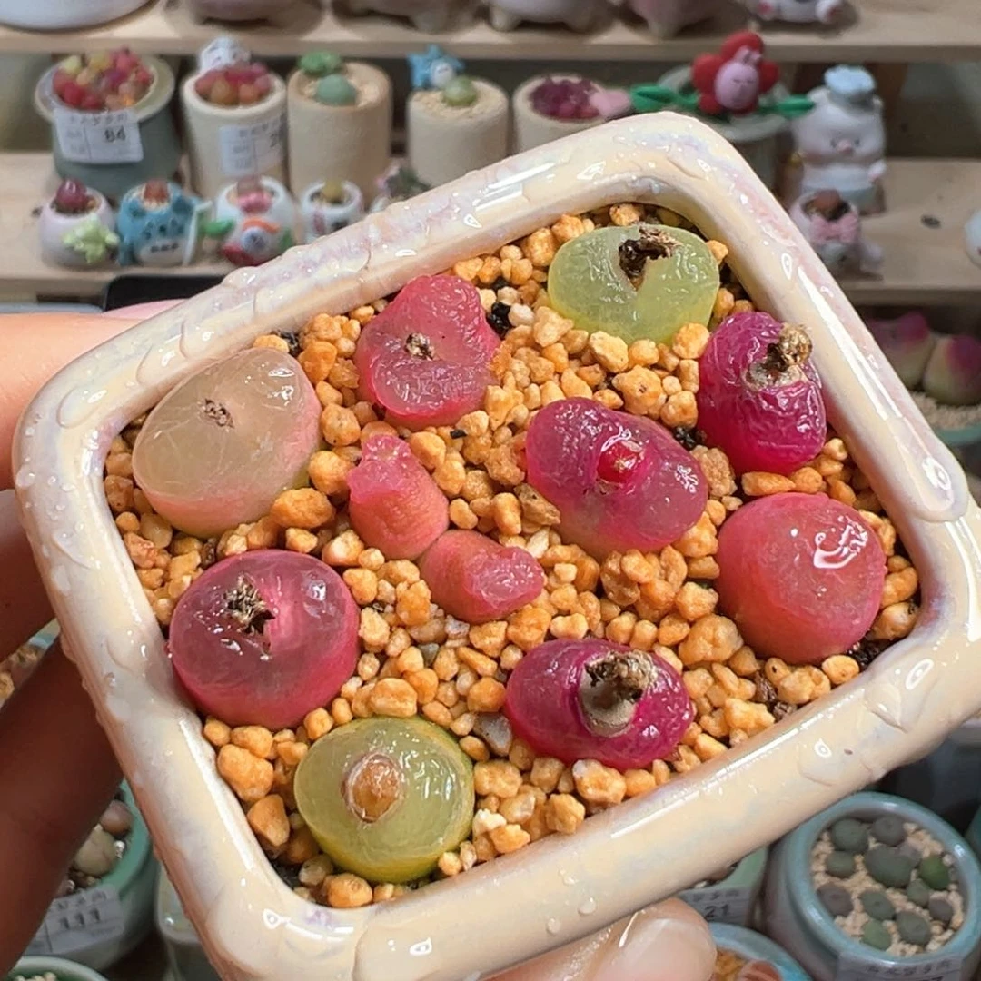 多肉植物122号毛毛