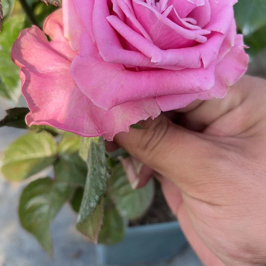 无花朵———丑闻 福利款