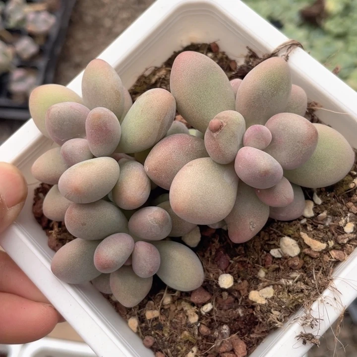 一我一拍满18包邮3头