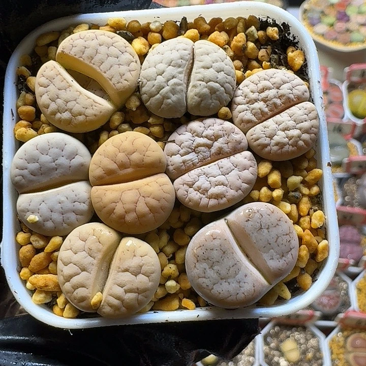 生石花222222        31号