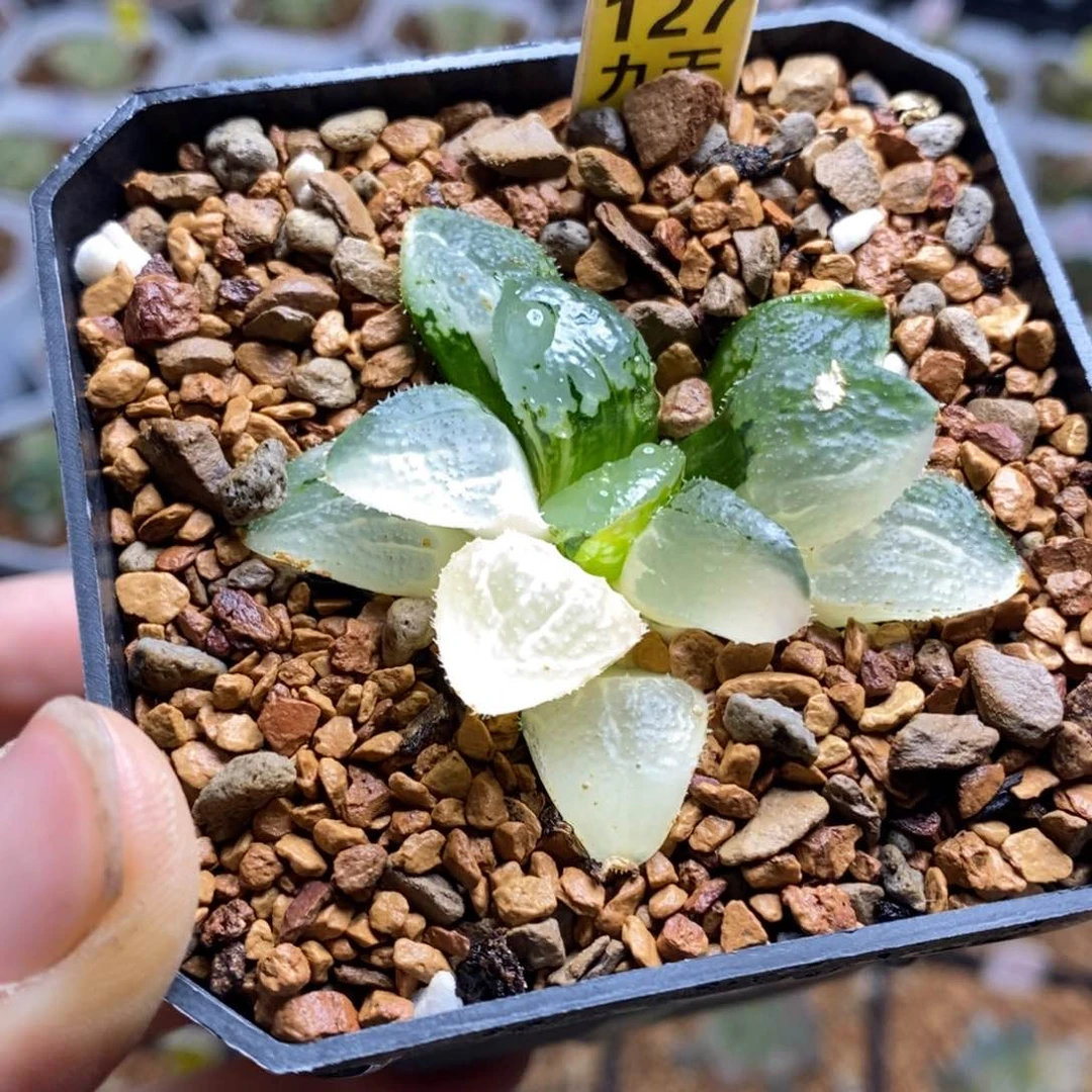 127号沁影锦多肉植物