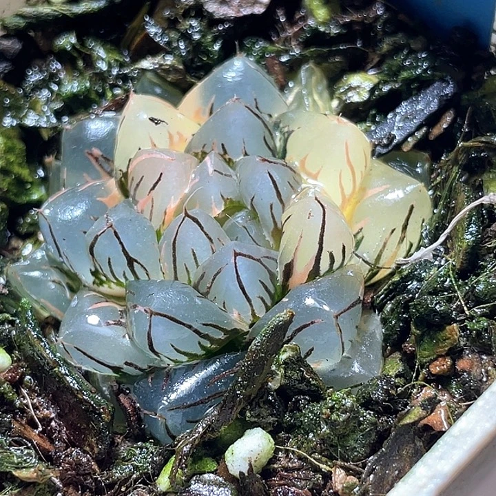 664水中月锦特选福利