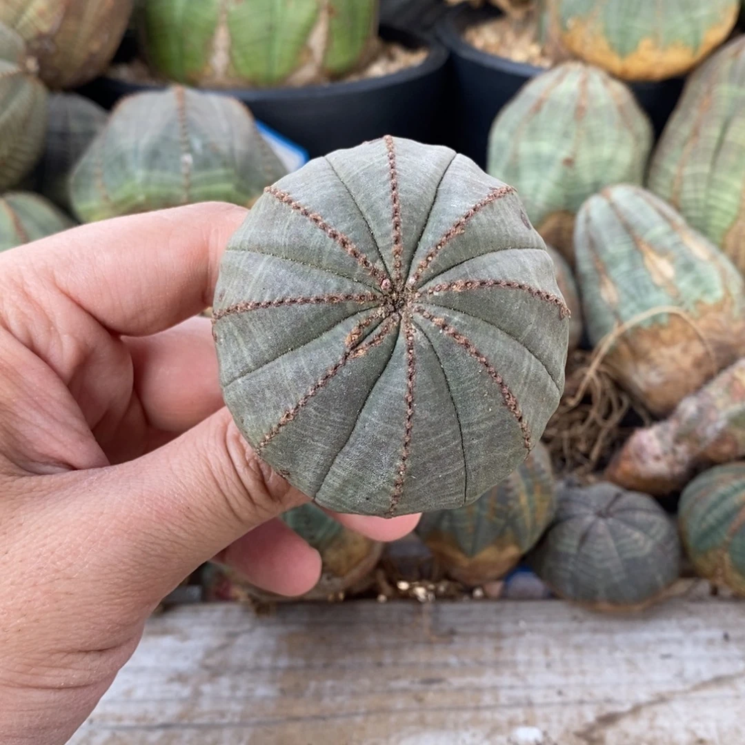 28 欧系实生布纹球多肉植物