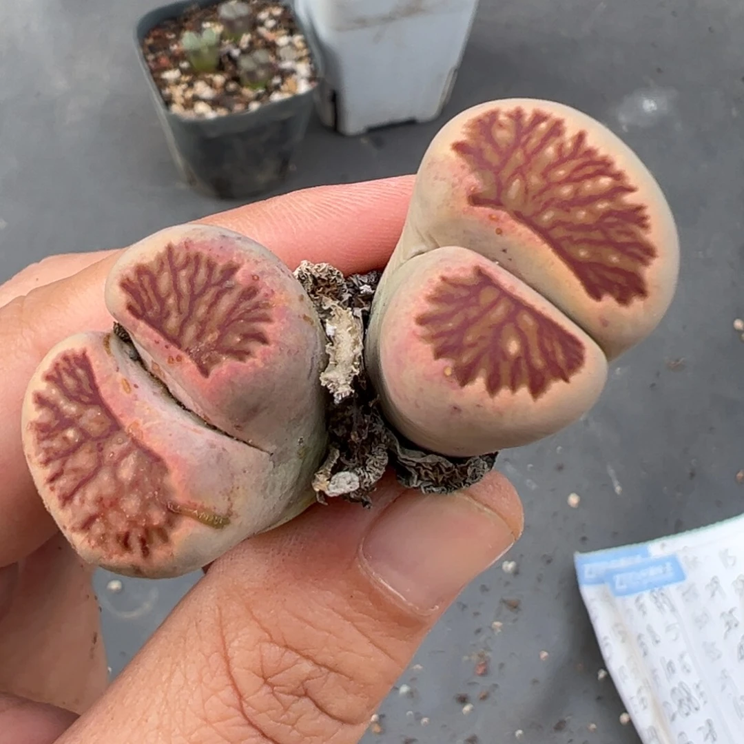 9.24好看的多肉脱土发货291