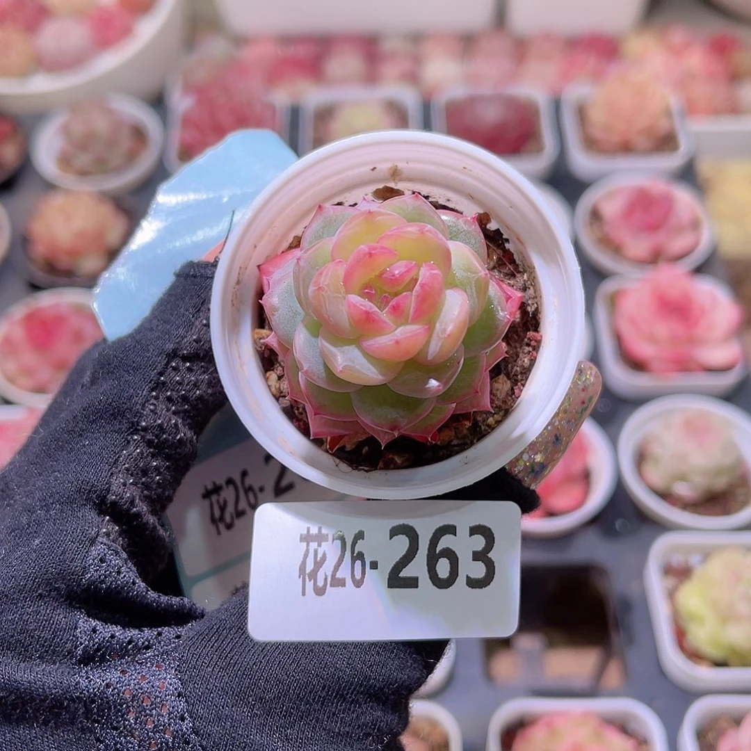 花利美26-263新品