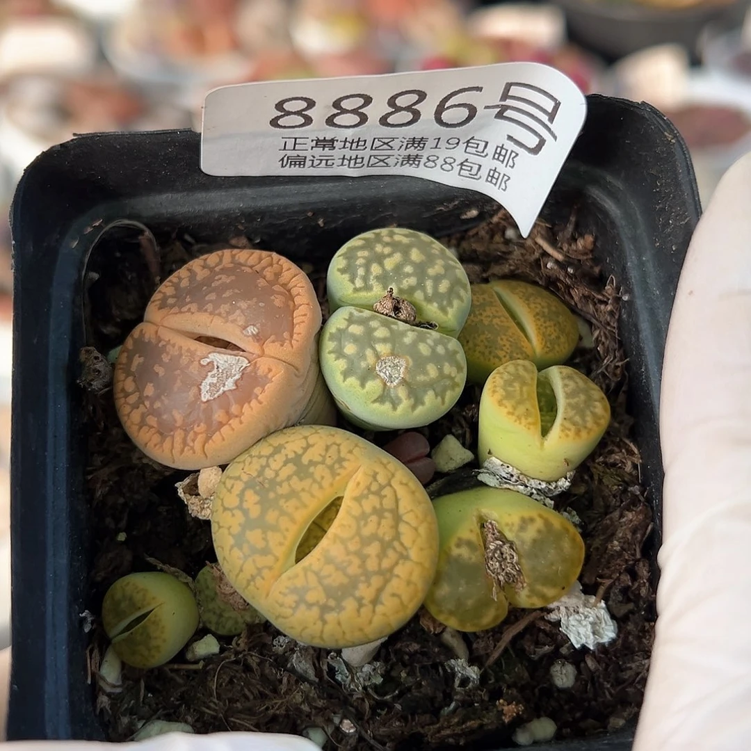 好养易活生石花大母本8886