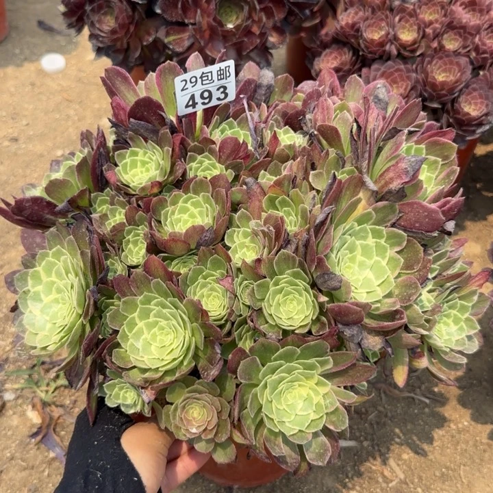 水蜜桃……多肉植物……