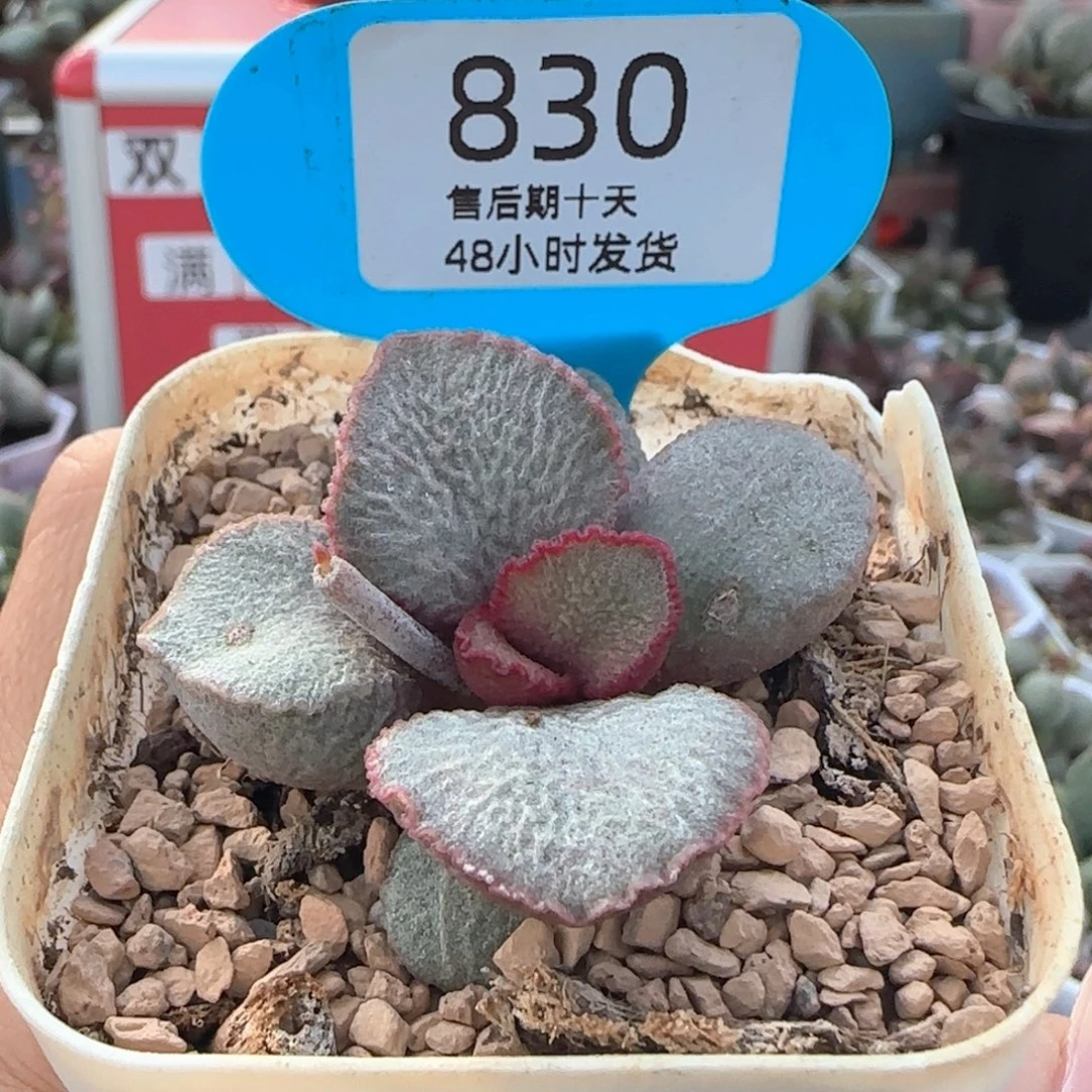 900号。 830。
