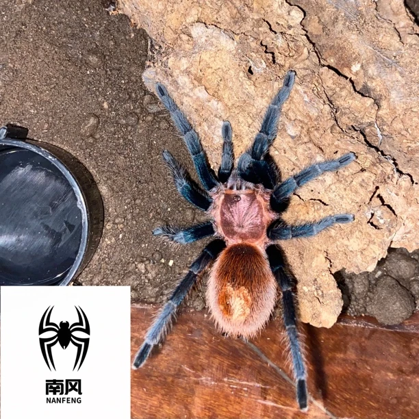 帕帕蓝腿温顺好养颜色艳丽