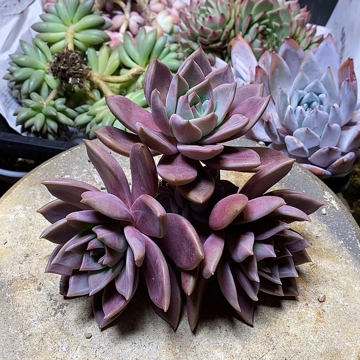 精品 精品 精品 多肉植物