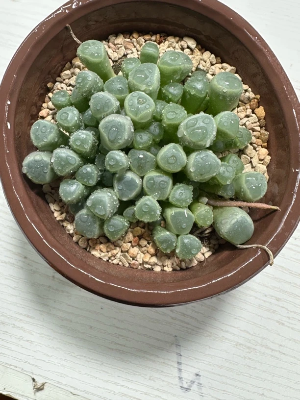 【大盘玲玉】十二卷多肉植物（满16包邮）