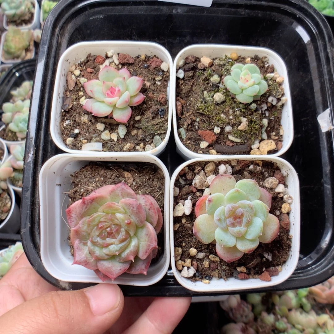 无花朵R47英语英语