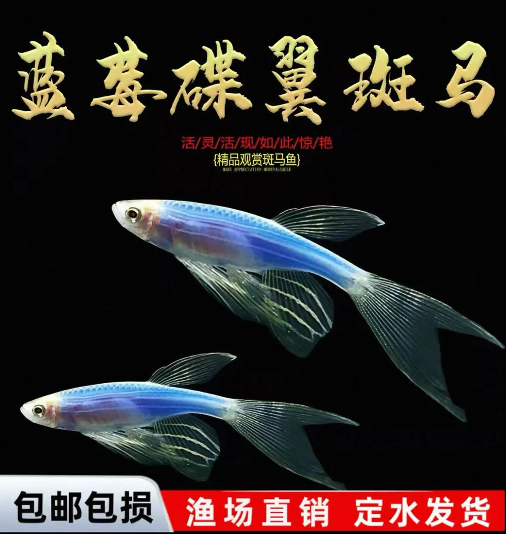 【渔场直销】精品蝶翼斑马鱼长尾长鳍热带淡水鱼观赏鱼好养活热带鱼