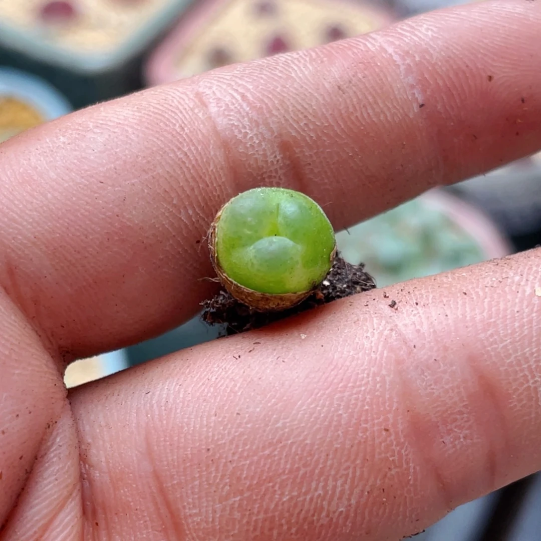 无花朵小*0244-/一物一拍