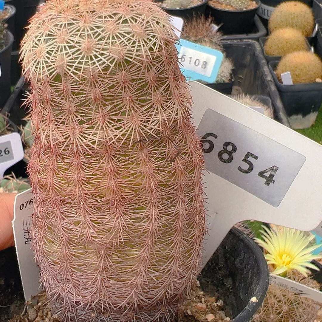 6854三光实生裸根发