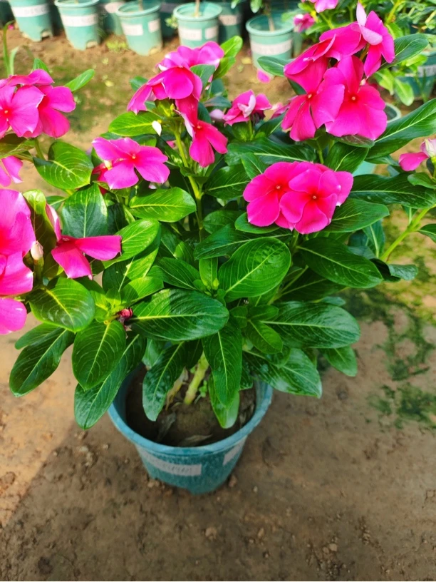 长春花四季开花独杆长春花盆栽花卉带花苞箐禾园林花卉绿植盆栽